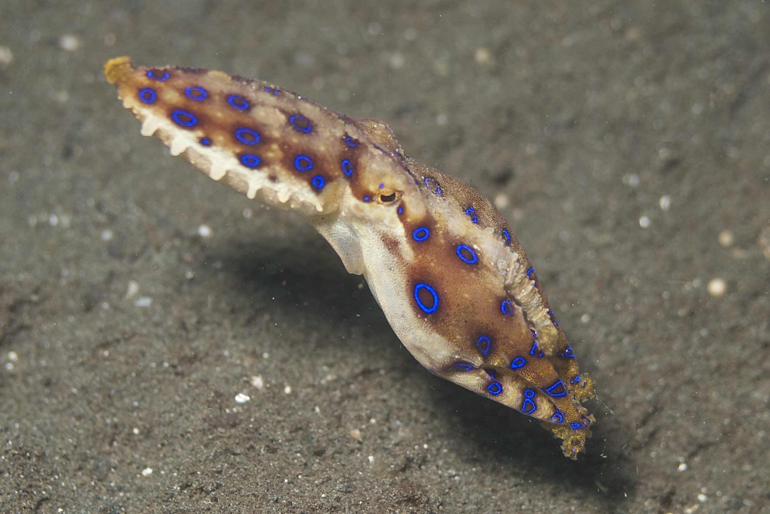 The Deceptively Painless Attack (image credits: Blue-Ringed Octopus, CC BY 2.0, https://commons.wikimedia.org/w/index.php?curid=40577188)