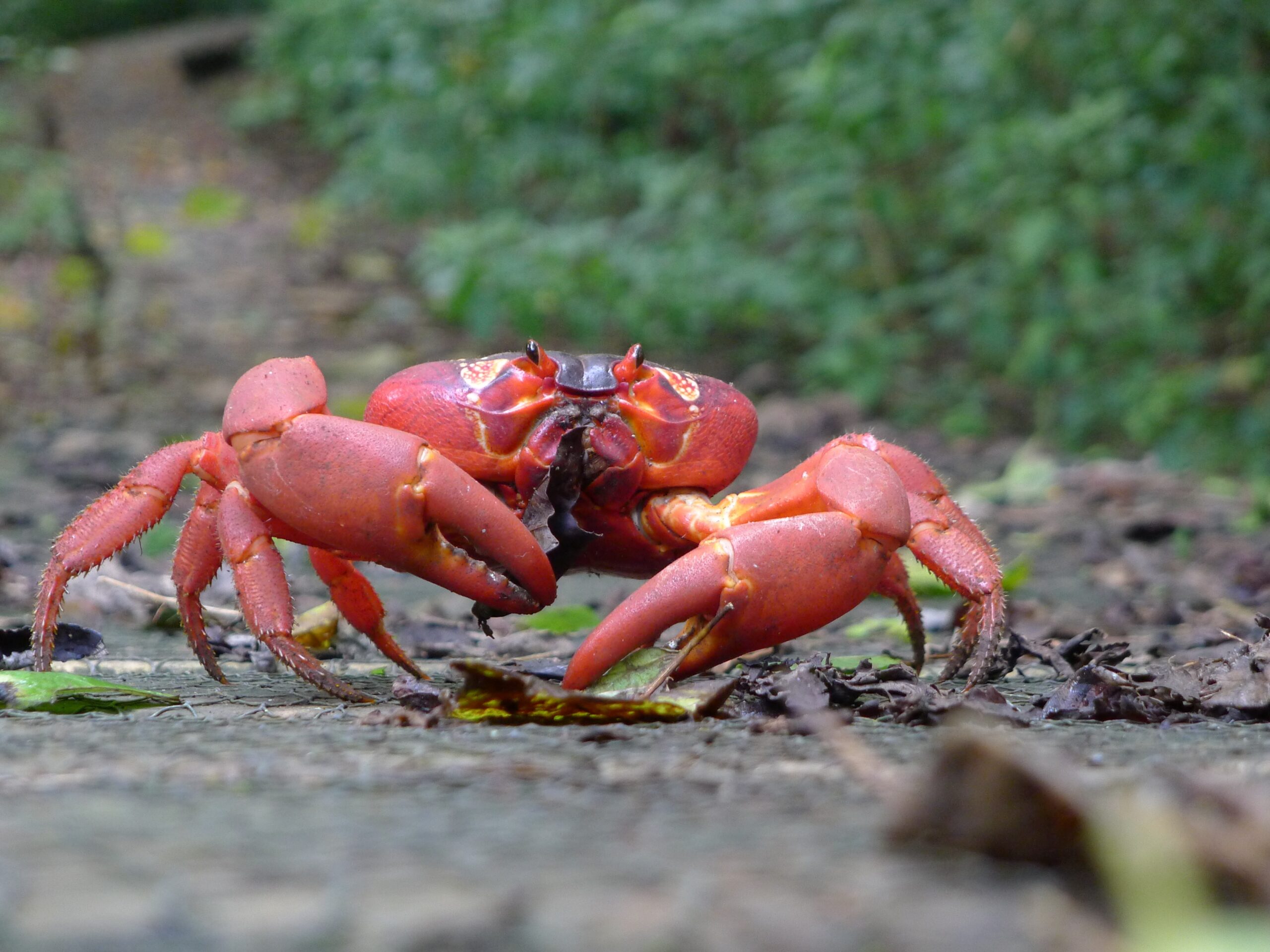 Sebastian the Caribbean Crab - A Musical Marvel from the Deep (image credits: wikimedia)