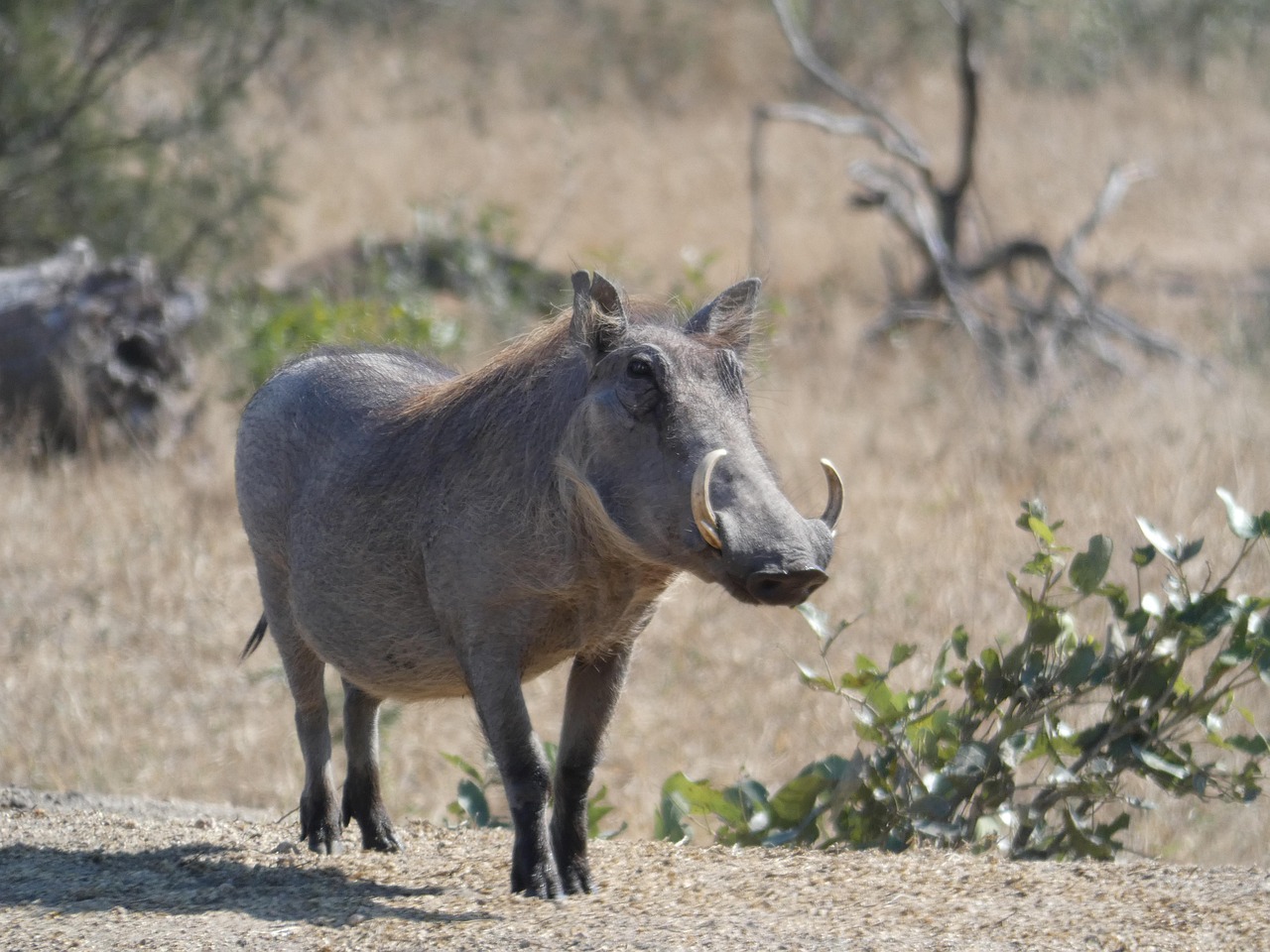 Timon and Pumbaa - An Unlikely Friendship That Really Exists (image credits: pixabay)