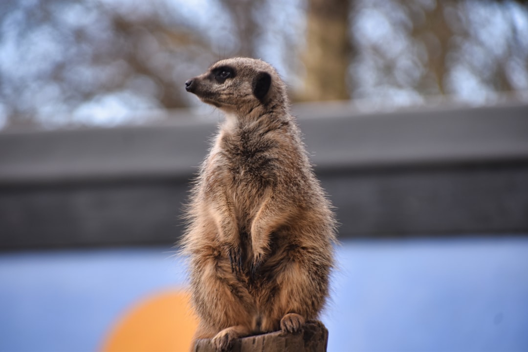 Meerkats - The Real Timons Standing Tall (image credits: unsplash)