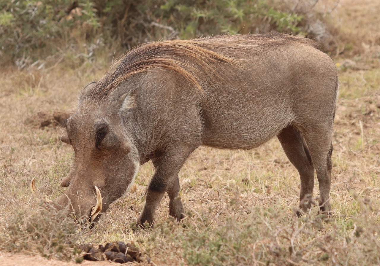 Warthogs - The Gentle Giants Behind Pumbaa (image credits: pixabay)