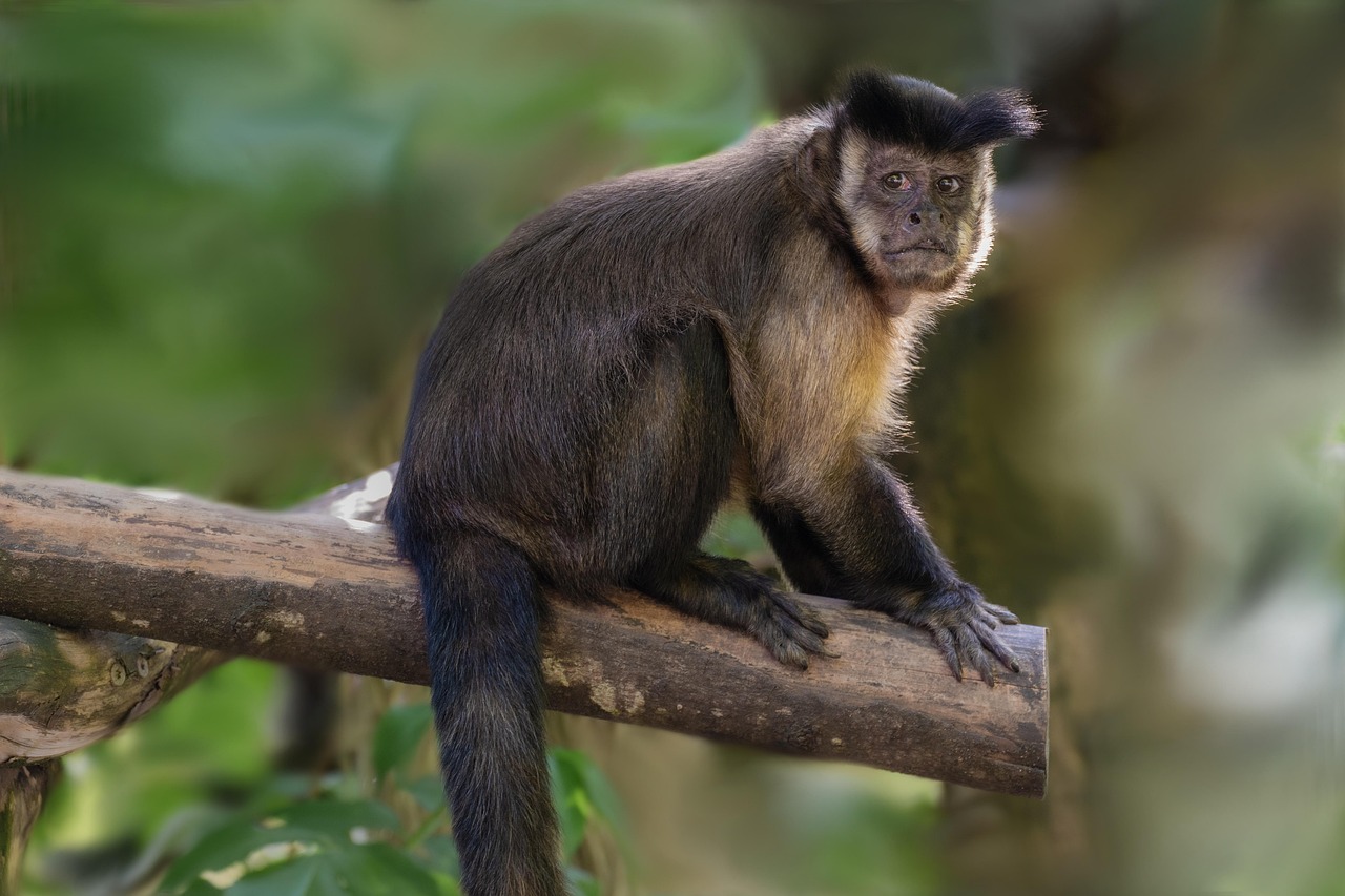 Abu the Mischievous Monkey - Inspired by Real Capuchin Antics (image credits: pixabay)