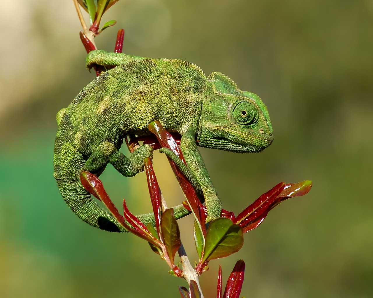 Pascal the Color-Changing Chameleon - A Master of Disguise (image credits: pixabay)