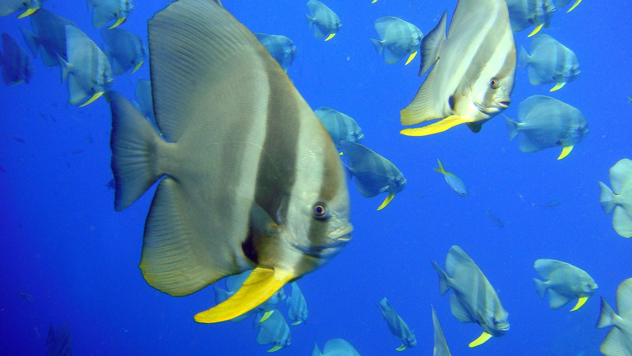 Flounder the Loyal Fish Friend - More Than Just a Name (image credits: pixabay)