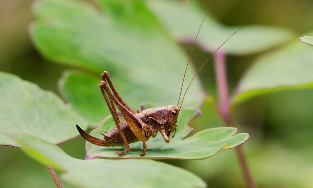 Jiminy Cricket - The Tiny Conscience with a Big Voice (image credits: flickr)