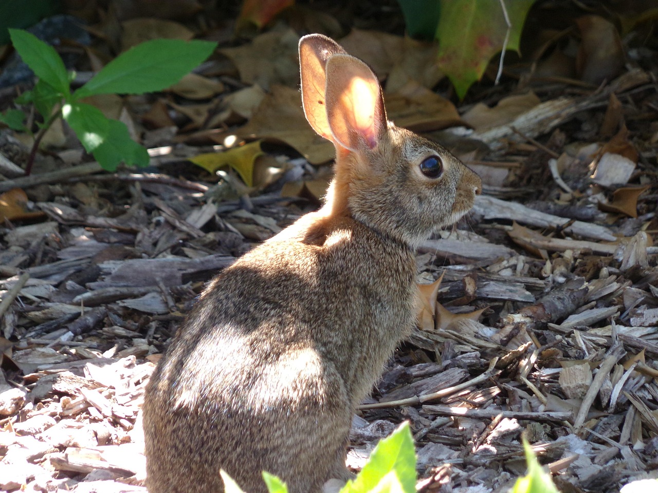 Thumper the Rabbit - Hopping with Boundless Energy (image credits: pixabay)