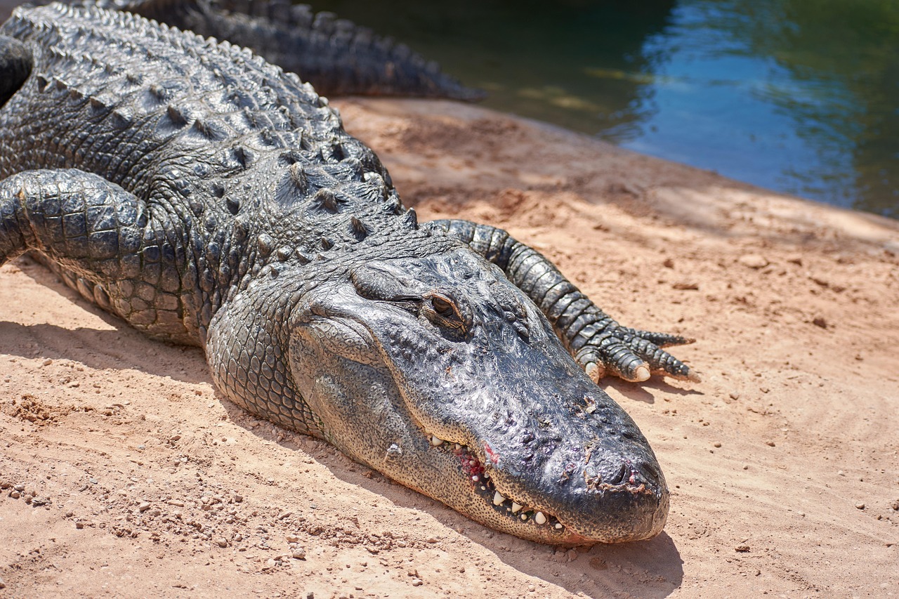 The Aquatic Specialist: Alligator (image credits: pixabay)