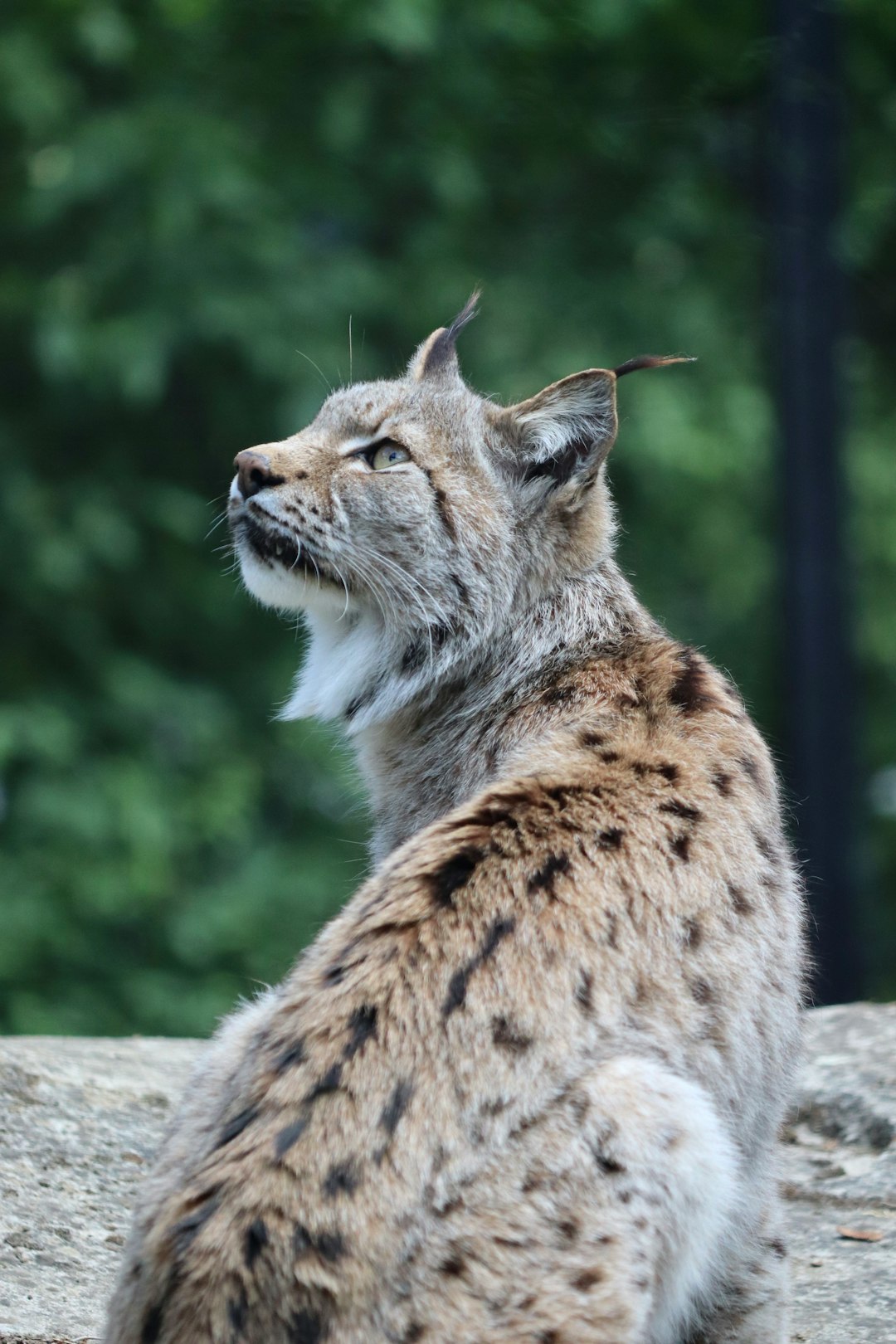 The Silent Hunter: Bobcat (image credits: unsplash)