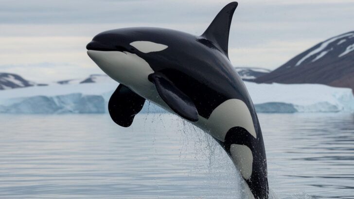 Tourists Capture Orca Launching Into Acrobatic Flip in Rare Footage