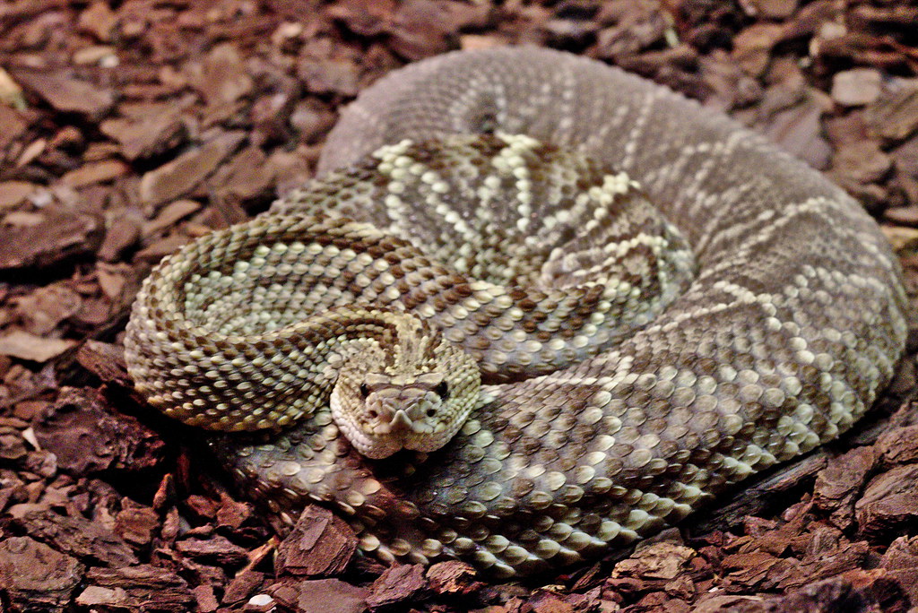 The Venomous Surprise: Rattlesnake (image credits: flickr)