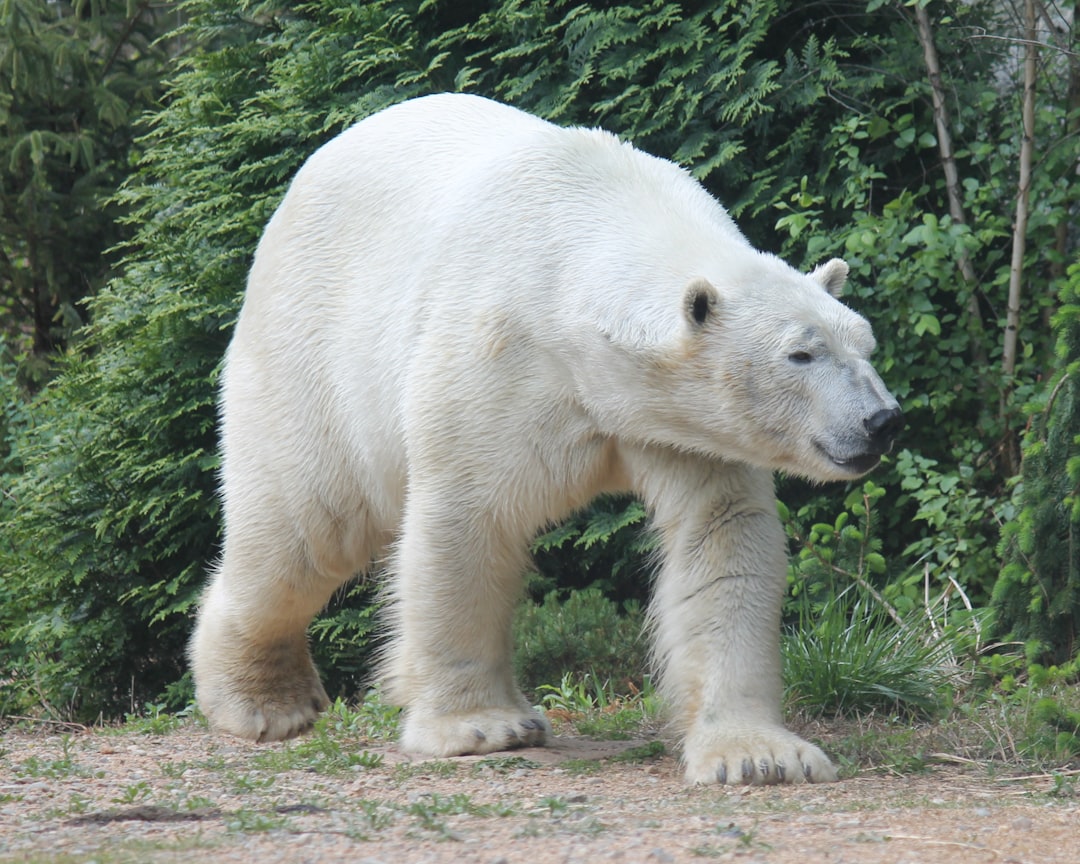 The Arctic Specialist: Polar Bear (image credits: unsplash)