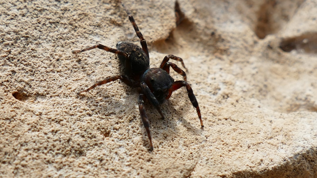 The Micro-Predator: Black Widow Spider (image credits: unsplash)