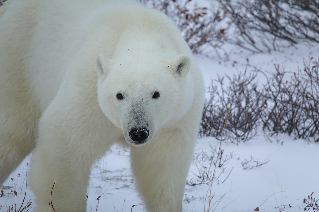 The Survivor's Choice: Which Predator Wins? (image credits: pixabay)
