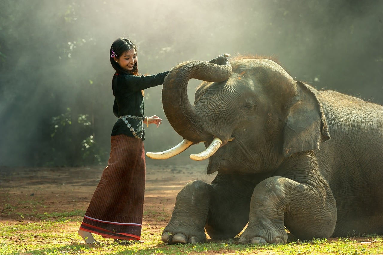 The Wise Elephant - Neutral Good (image credits: pixabay)