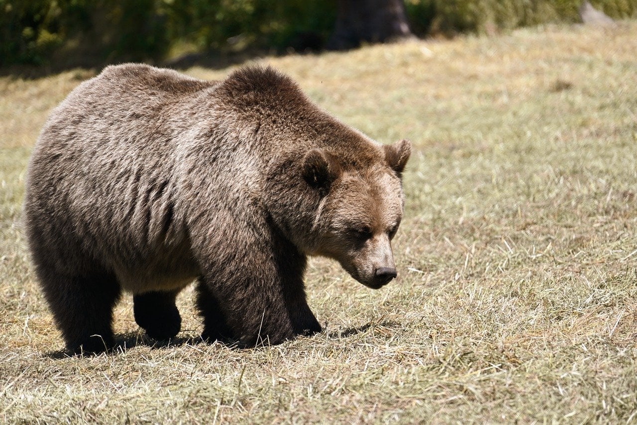 The Steadfast Bear - Lawful Neutral (image credits: pixabay)