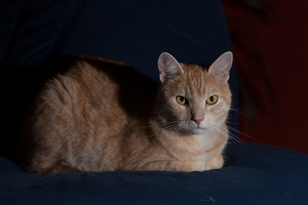 The Balanced Cat - True Neutral (image credits: flickr)