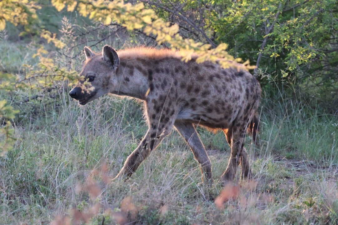 The Opportunistic Hyena - Neutral Evil (image credits: unsplash)