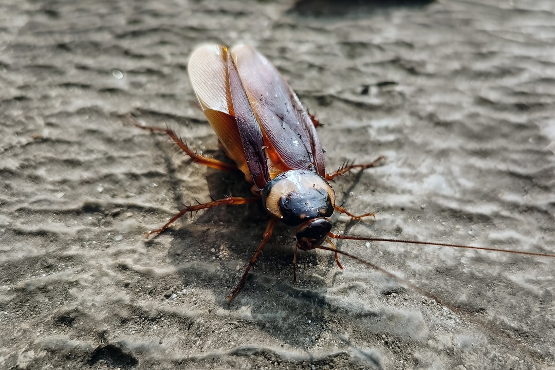Cockroaches: The Indestructible Scavengers (image credits: unsplash)