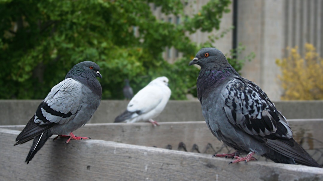 Pigeons: The Feathered City Dwellers (image credits: unsplash)