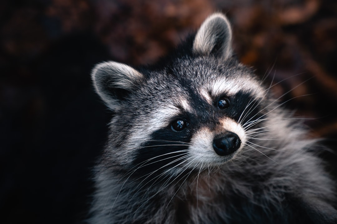 Raccoons: The Tech-Savvy Bandits (image credits: unsplash)