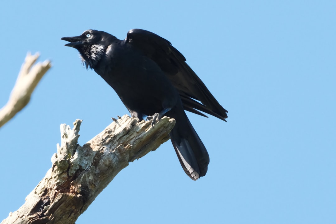 Crows and Ravens: The Intelligent Observers (image credits: unsplash)