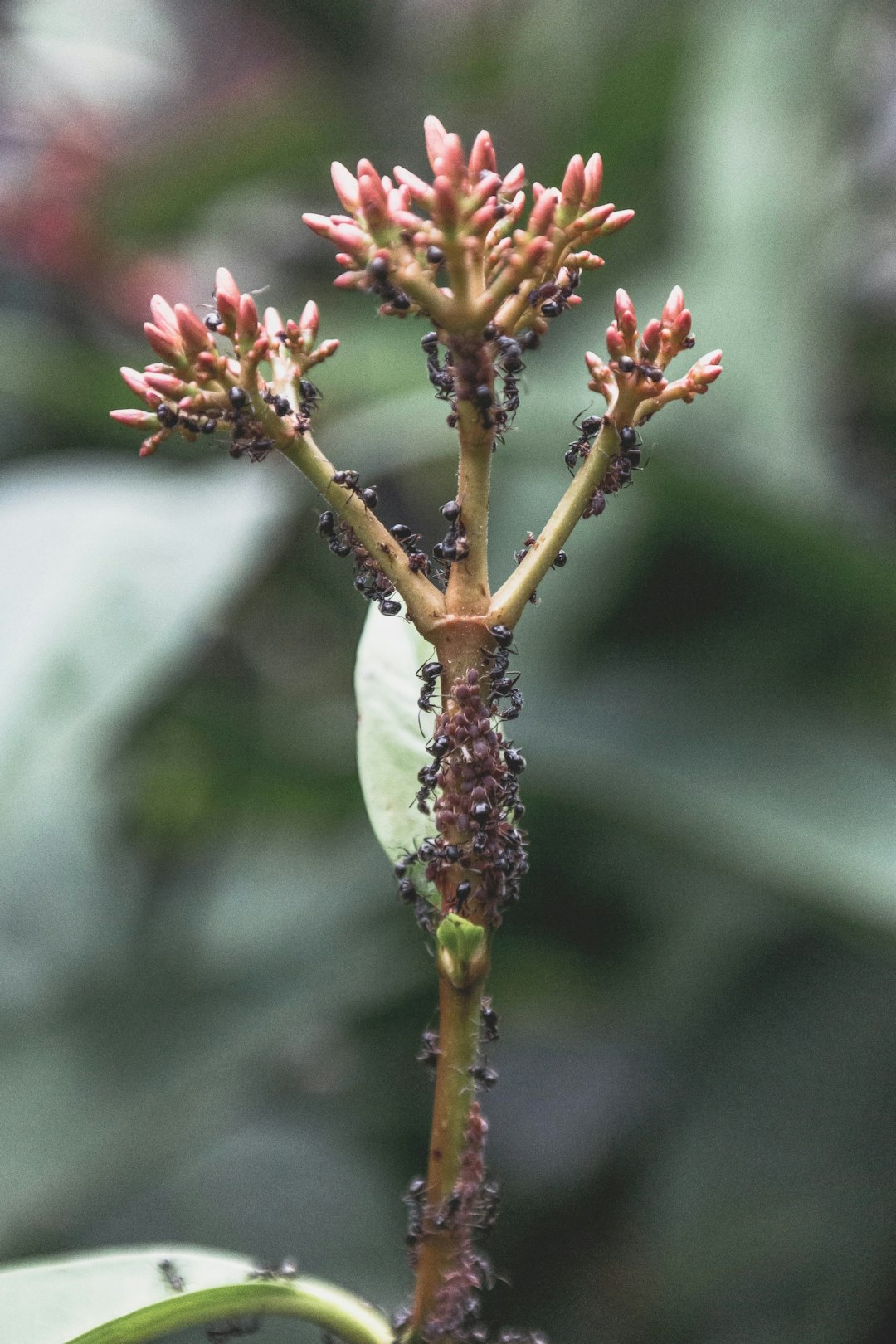 Ants: The Organized Survivors (image credits: unsplash)
