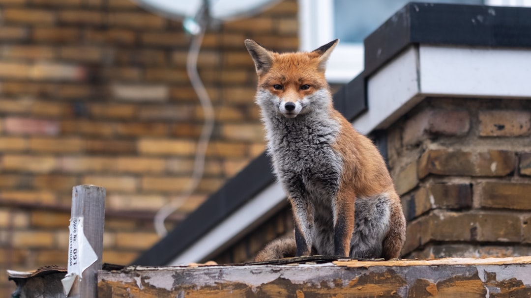 Urban Foxes: The Adaptable Predators (image credits: unsplash)