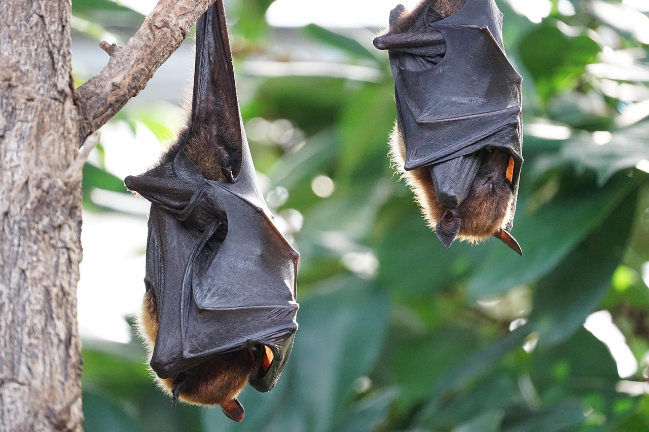 Bats: The Night Shift Workers (image credits: pixabay)
