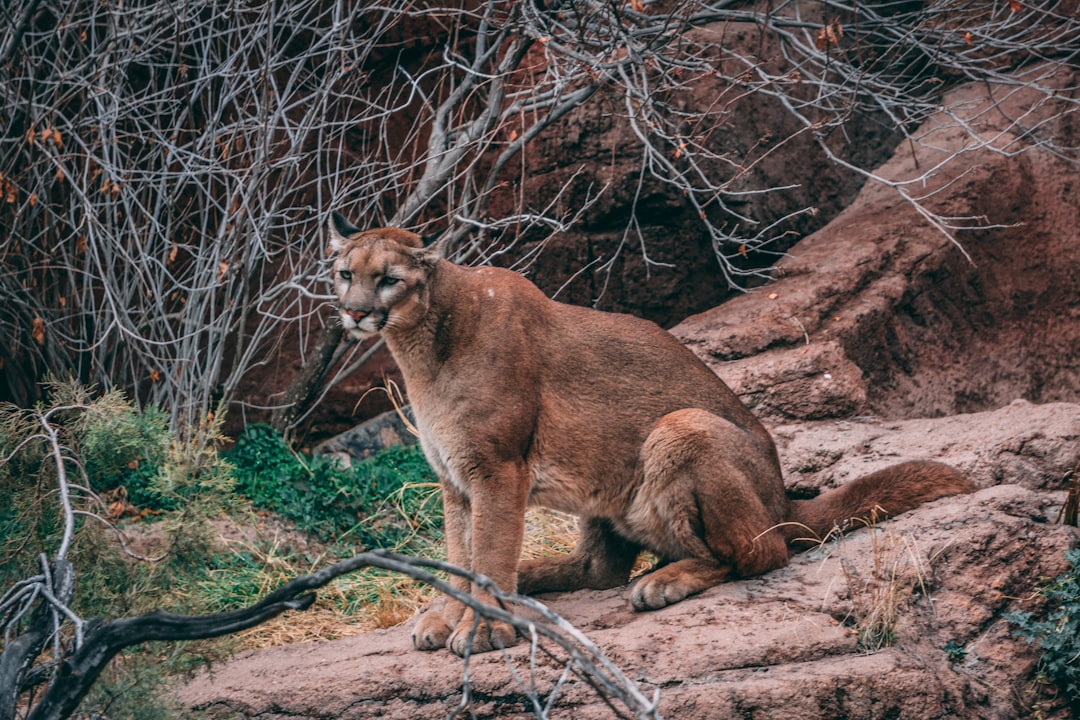 The Mountain Lion: An Alternative Rock Wildcard (image credits: unsplash)
