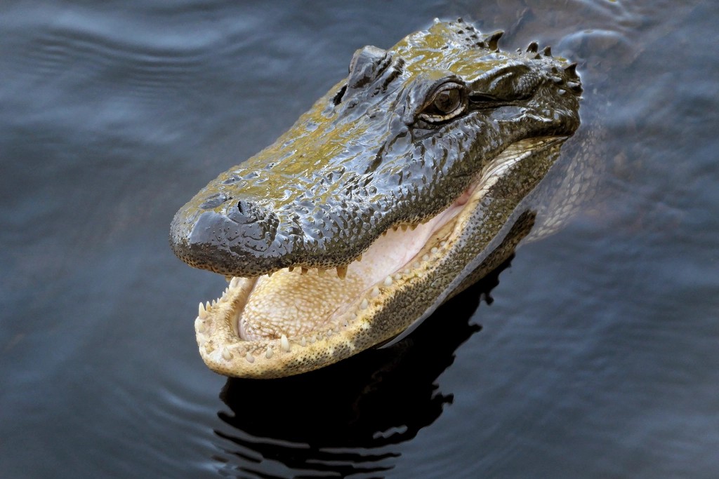 The American Alligator: Classic Country Comfort (image credits: rawpixel)