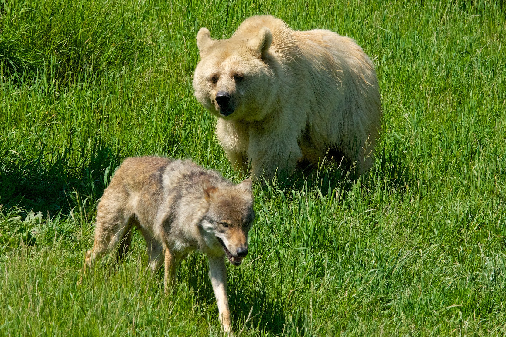The Apex Connection: Personality Traits as Survival Strategies (image credits: wikimedia)