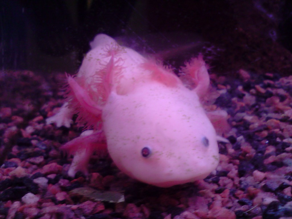 The Regeneration Masters: Axolotls (image credits: flickr)