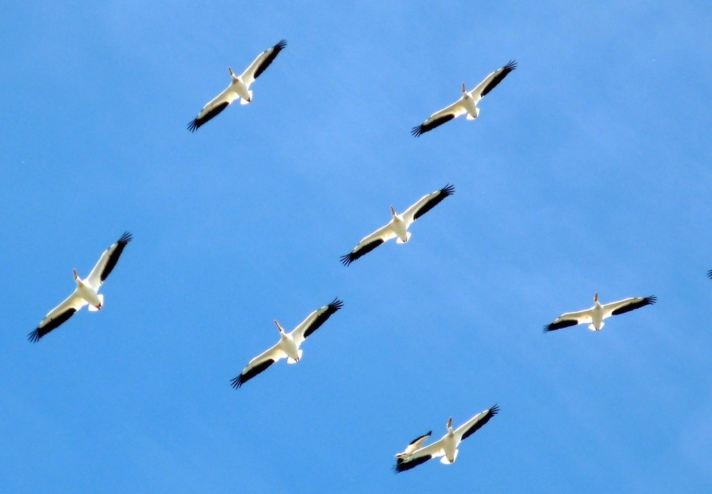 The Magnetic Navigators: Migratory Birds