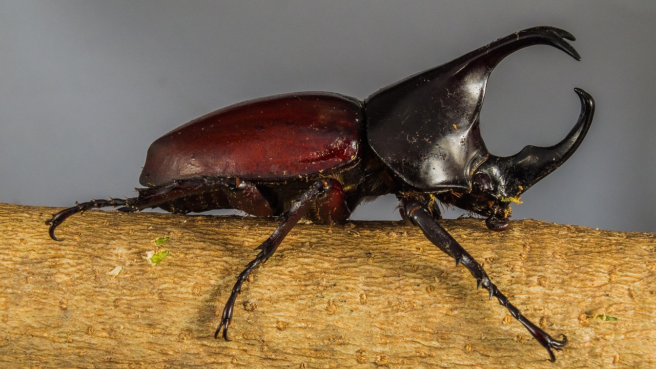 The Super Strength Champions: Hercules Beetles (image credits: pixabay)
