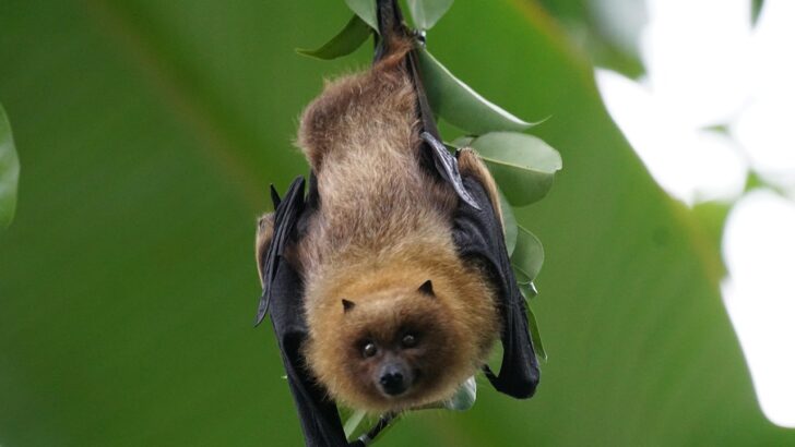 Why Bats Thrive Where Humans Fear to Go