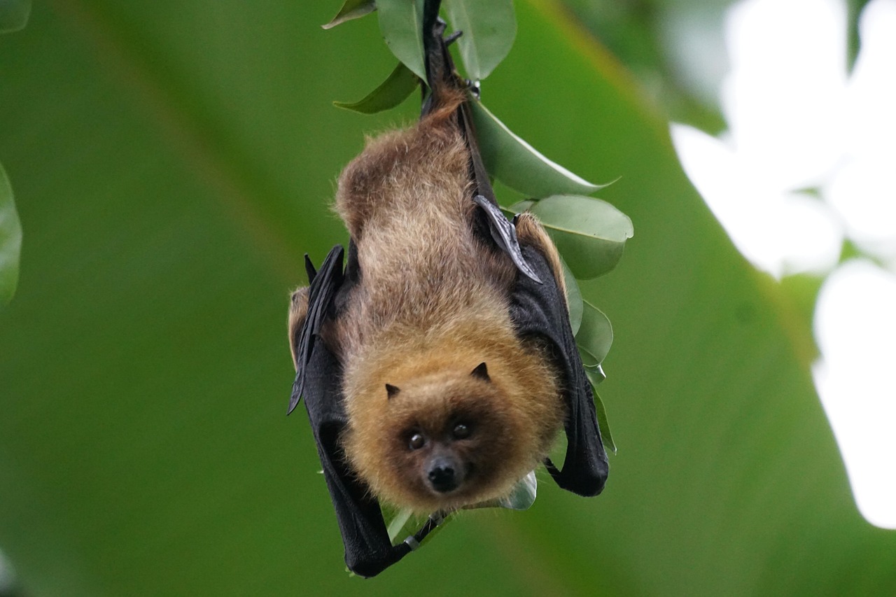 The Echolocation Experts: Bats (image credits: pixabay)