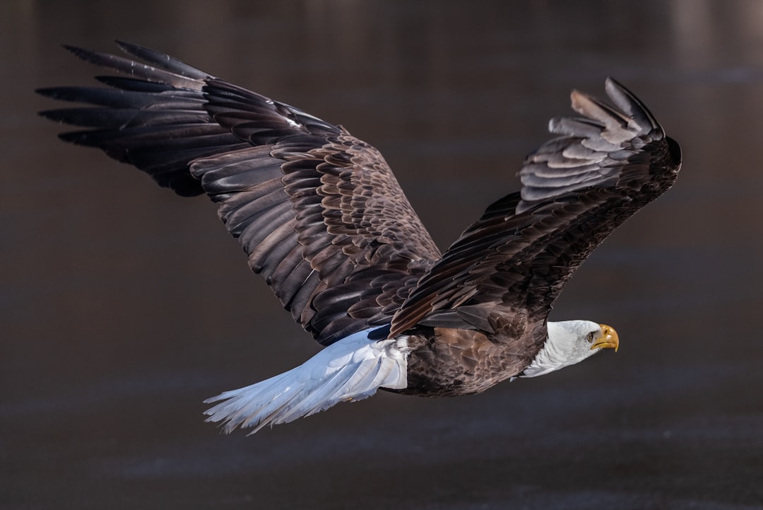 The Eagle Driver: Masters of the Sky (image credits: unsplash)