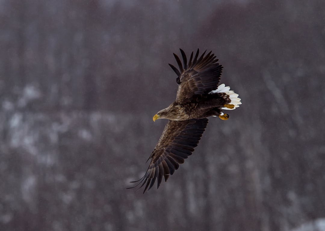 Eagle Confidence Behind the Wheel (image credits: unsplash)