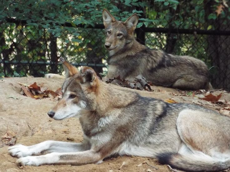 Wolf Communication Through Driving (image credits: flickr)