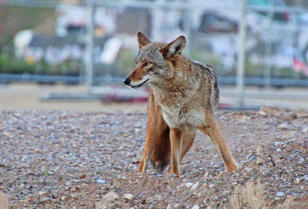 The Coyote Driver: Cunning Survivors (image credits: flickr)
