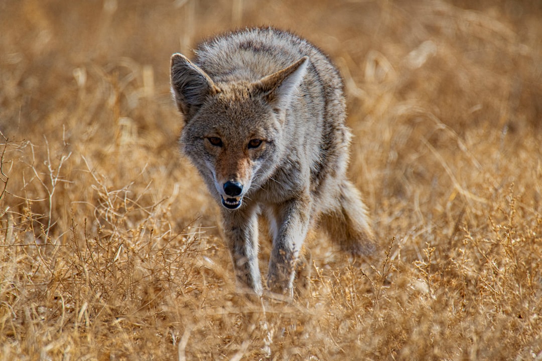 Coyote Humor and Perspective (image credits: unsplash)