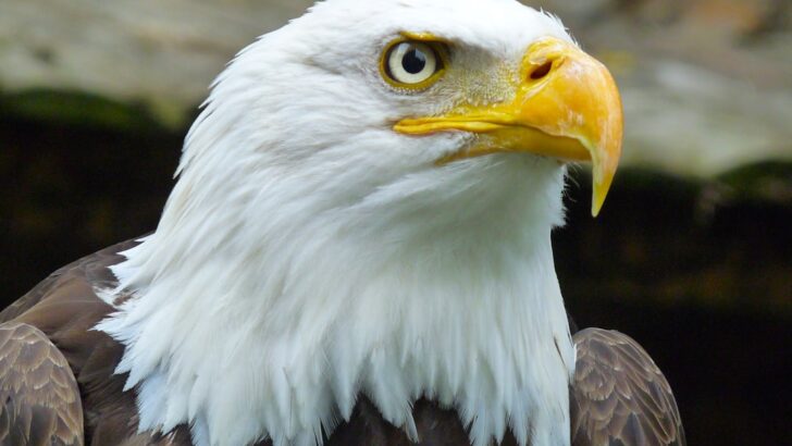 The Spirit Animal That Matches Your Driving Personality – Eagle, Wolf, or Coyote