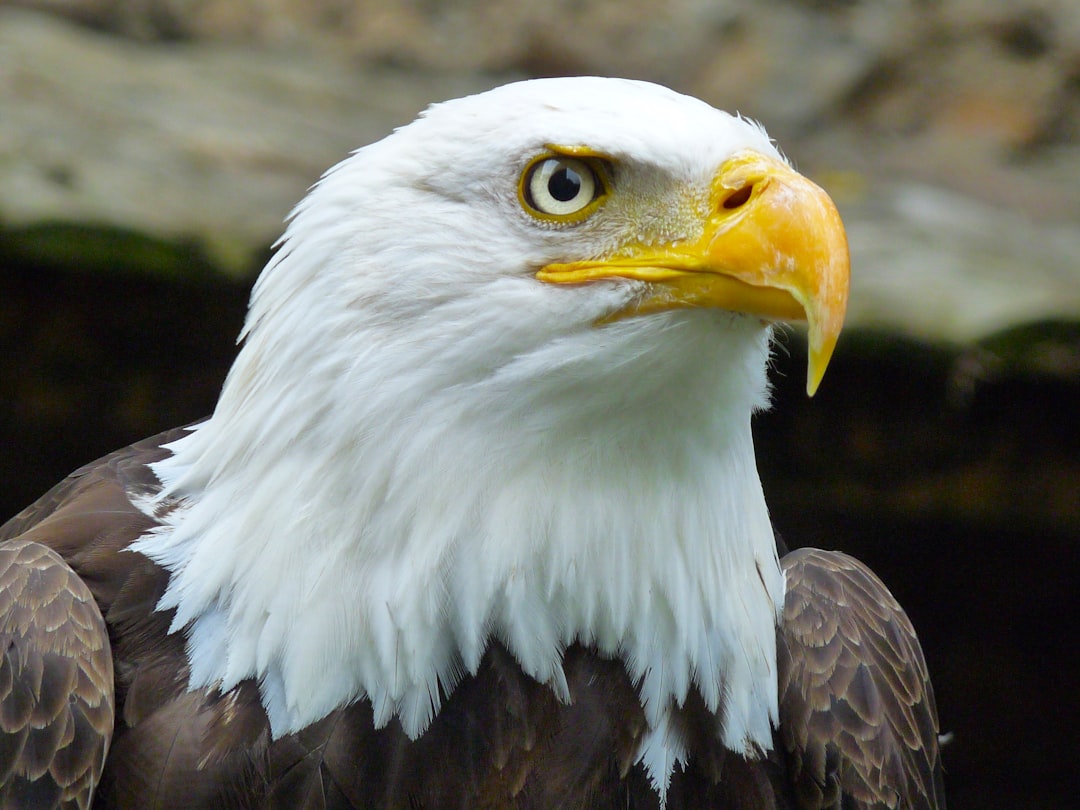 The Spirit Animal That Matches Your Driving Personality - Eagle, Wolf, or Coyote