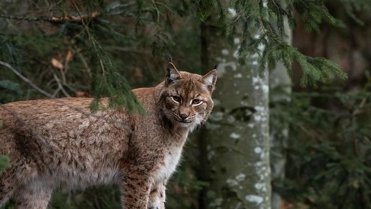 Where to Find Bobcats in Utah