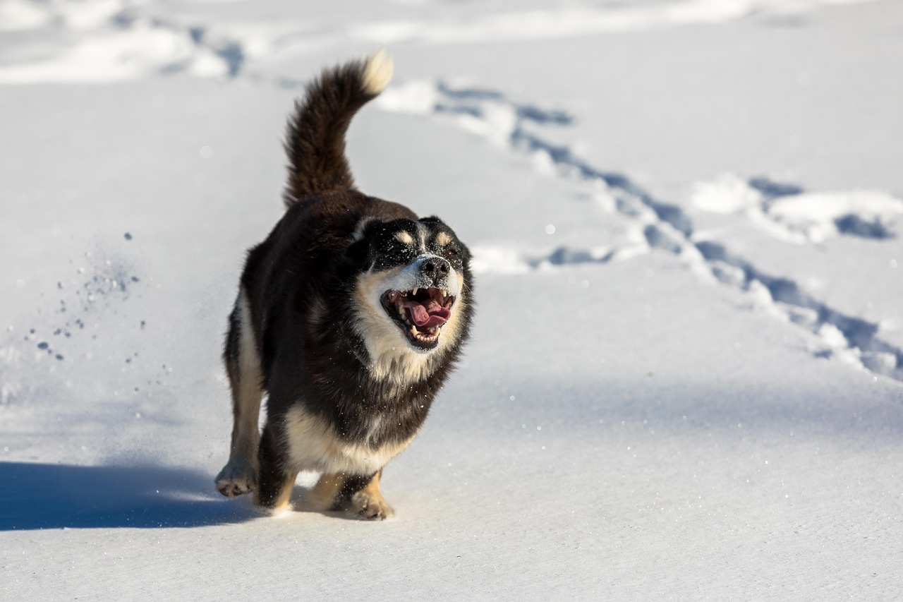 Aries and Their Perfect Canine Leaders (image credits: pixabay)