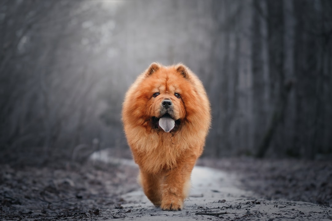 Leo's Royal Court: Regal Breeds for the King of Signs (image credits: unsplash)