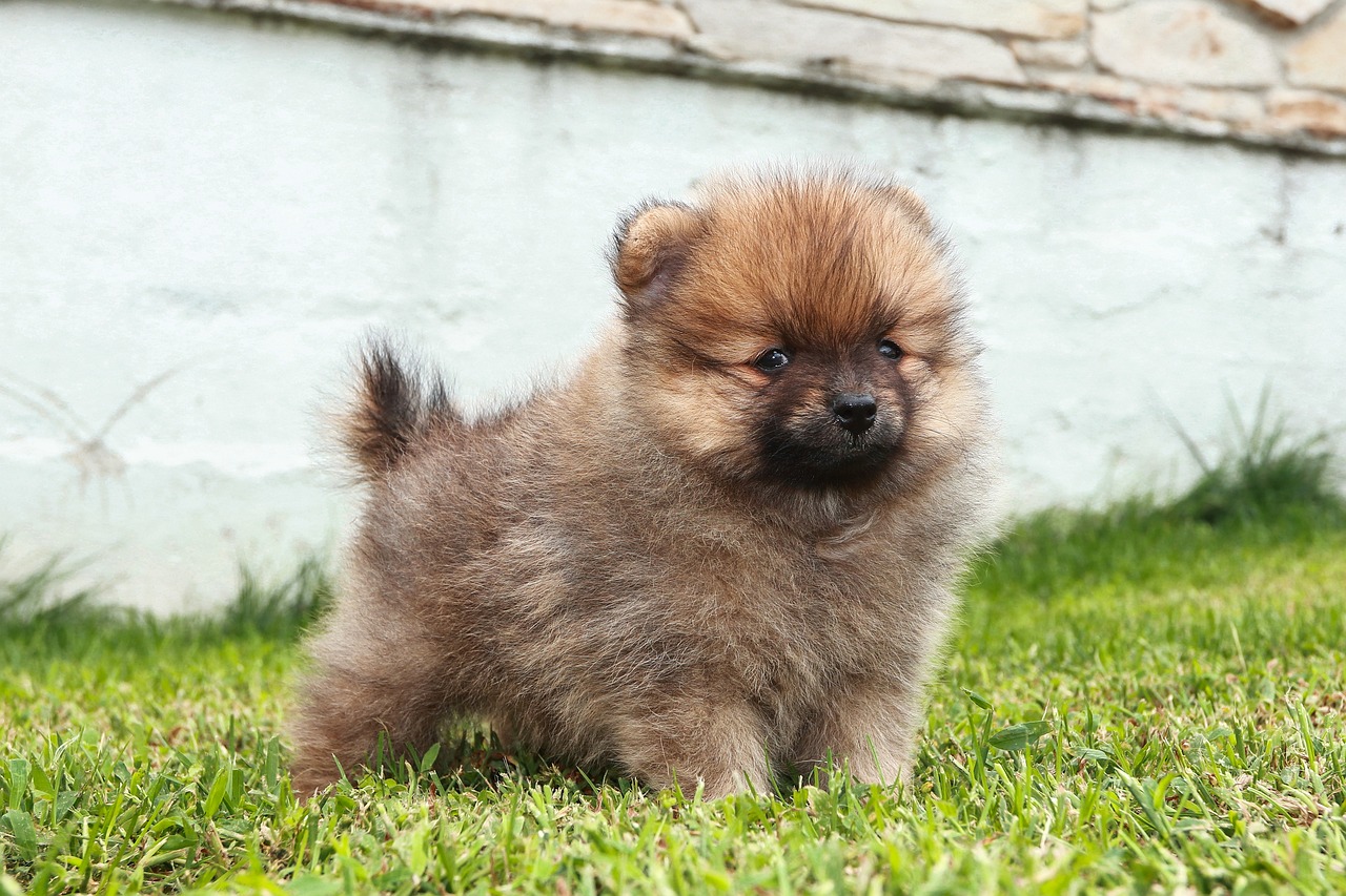Pomeranians: Leo's Fluffy Sidekick (image credits: pixabay)