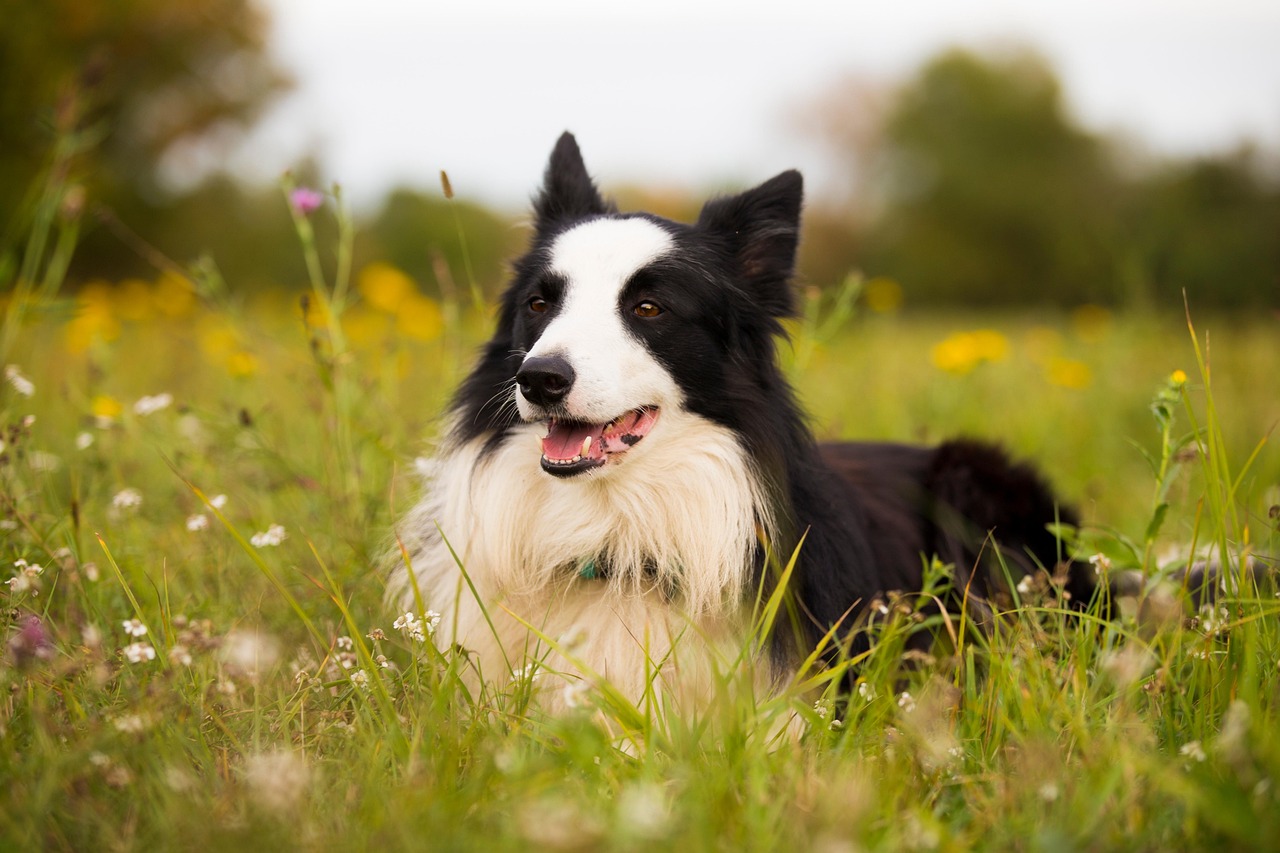 Border Collies: Sagittarius's Intellectual Match (image credits: pixabay)