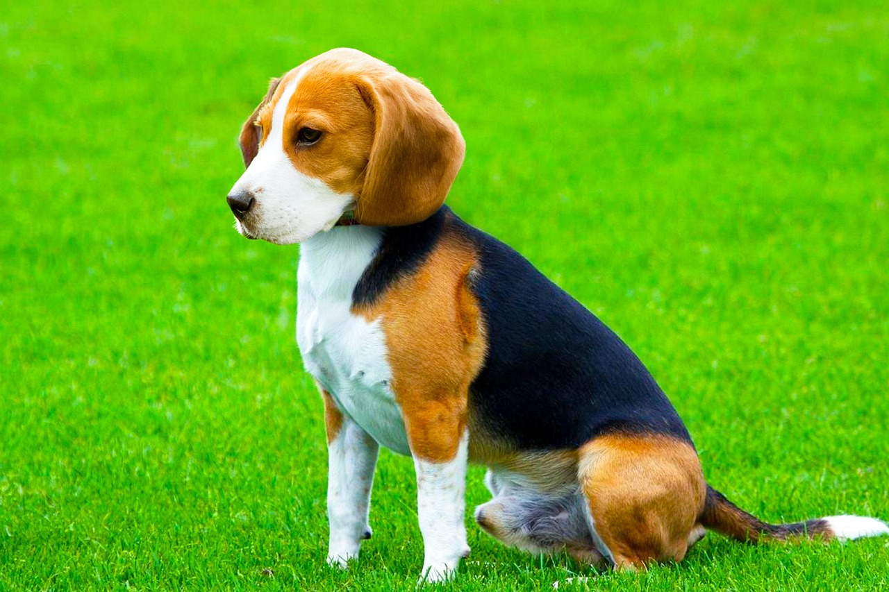 Beagles: The Social Sagittarius Companion (image credits: pixabay)