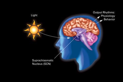 The Science Behind Your Internal Clock (image credits: wikimedia)